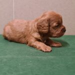 Sokora-female-cavapoo-puppy-for-sale-1 (4)