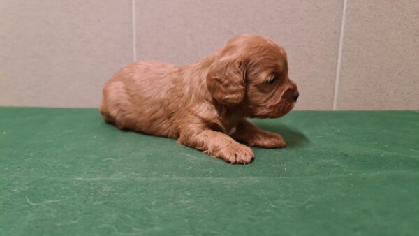 Sokora Cavapoo Sokora Cavapoo