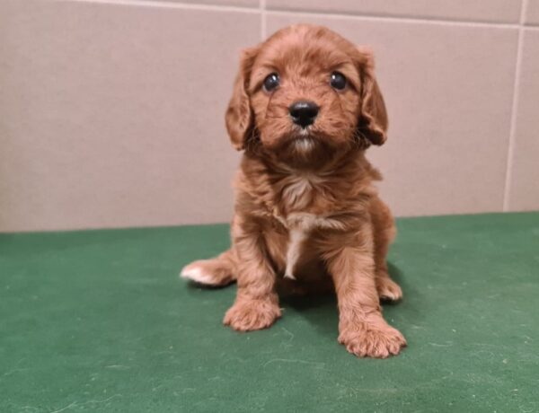 Sokora Cavapoo Sokora Cavapoo