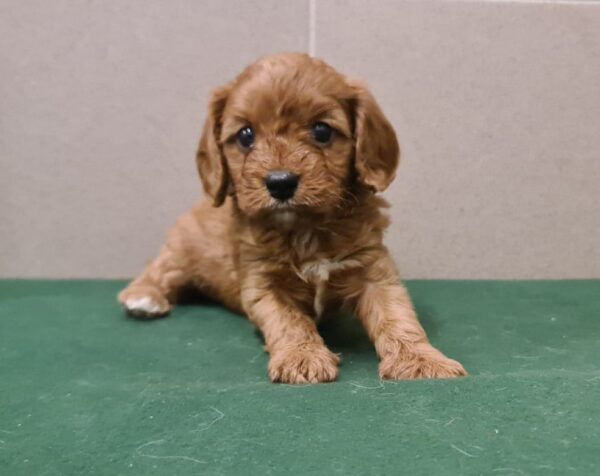 Sokora Cavapoo Sokora Cavapoo