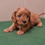 Sokora-female-cavapoo-puppy-for-sale- (3)