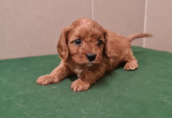 Sokora Cavapoo Sokora Cavapoo