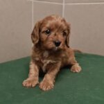 Sokora-female-cavapoo-puppy-for-sale- (4)