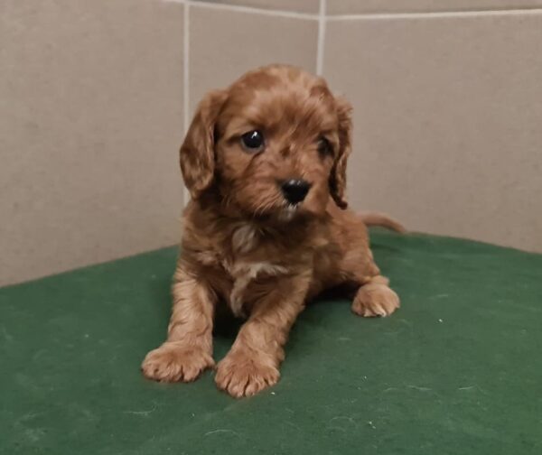 Sokora Cavapoo Sokora Cavapoo