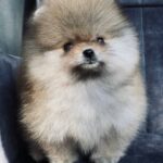 Sultan-male-pomeranian-puppy-for-sale-1 (1)