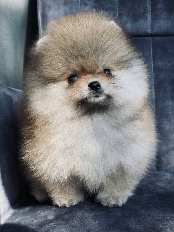 Sultan Pomeranian