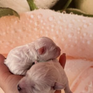 Super boys Bichon Frise