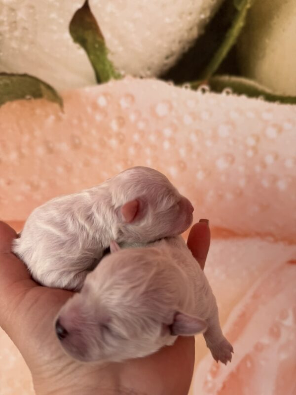 Super boys Bichon Frise Super boys Bichon Frise