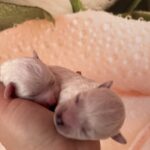 Super-boys-male-Bichon-Frise-puppy-for-sale-1 (2)