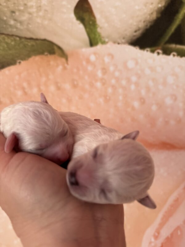 Super boys Bichon Frise Super boys Bichon Frise