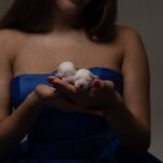 Super-boys-male-Bichon-Frise-puppy-for-sale-1 (4)