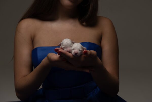 Super boys Bichon Frise Super boys Bichon Frise