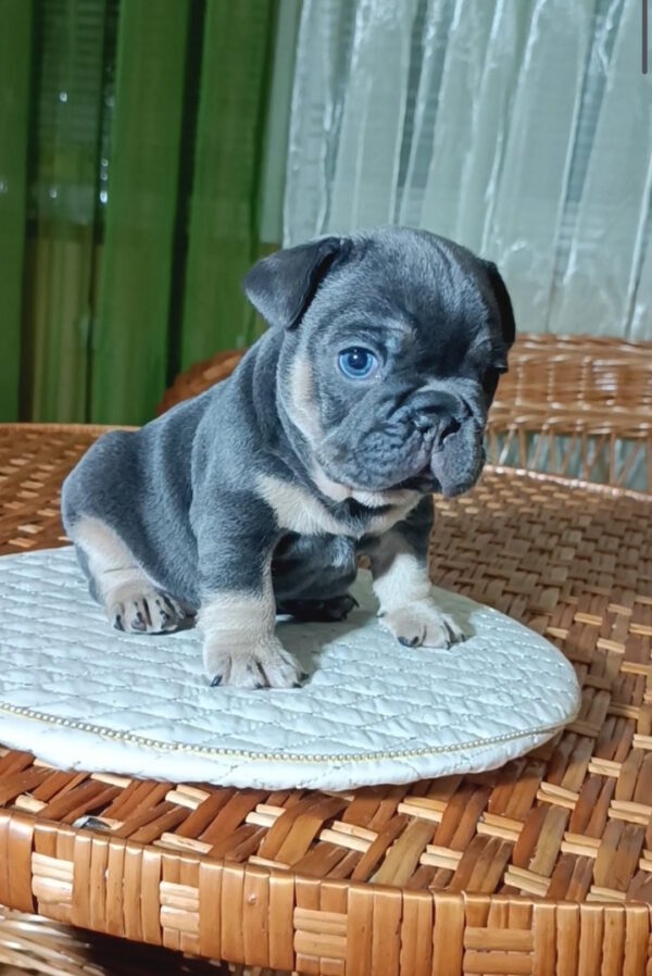 Terry French Bulldog