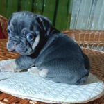 Terry-male-french-bulldog-puppy-for-sale-1 (2)