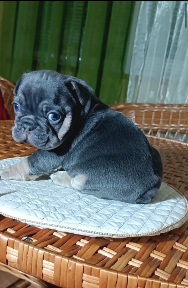 Terry French Bulldog