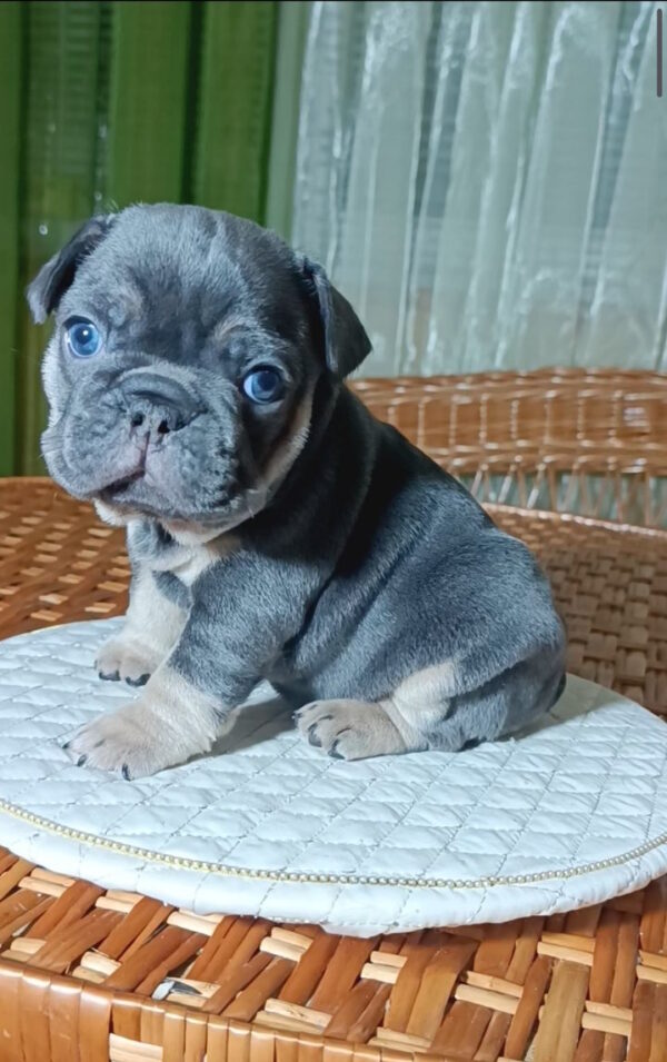 Terry French Bulldog