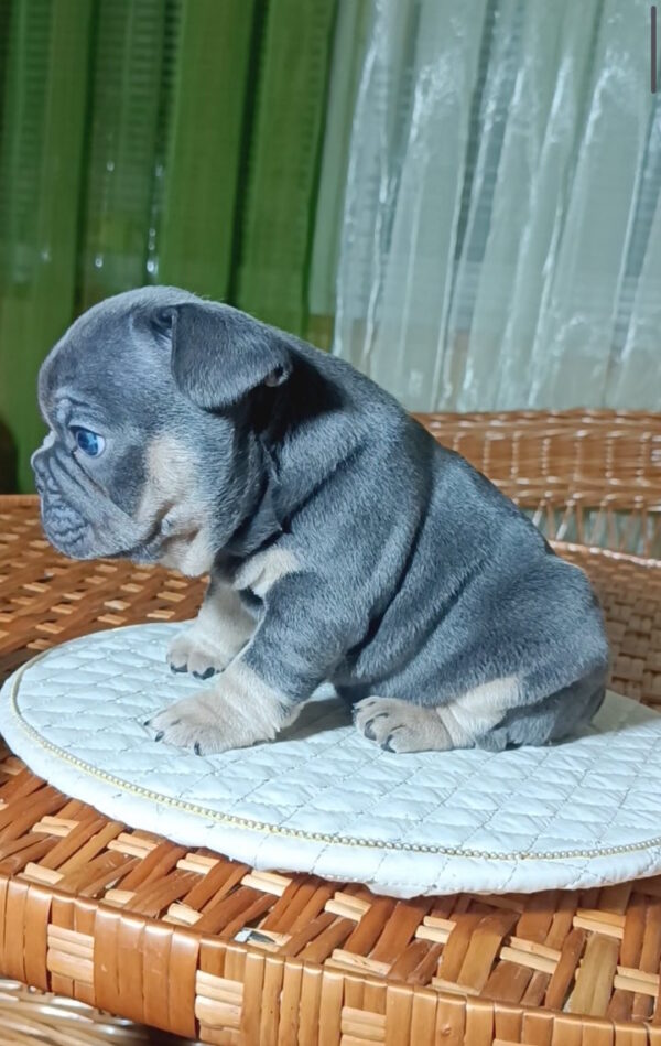 Terry French Bulldog