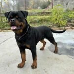 Thomas-male-rottweiler-puppy-for-sale-1 (1)