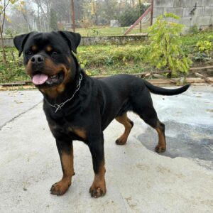 Thomas Rottweiler