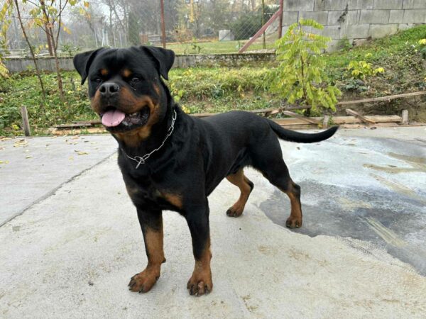 Thomas Rottweiler