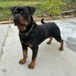 Thomas-male-rottweiler-puppy-for-sale-1 (2)