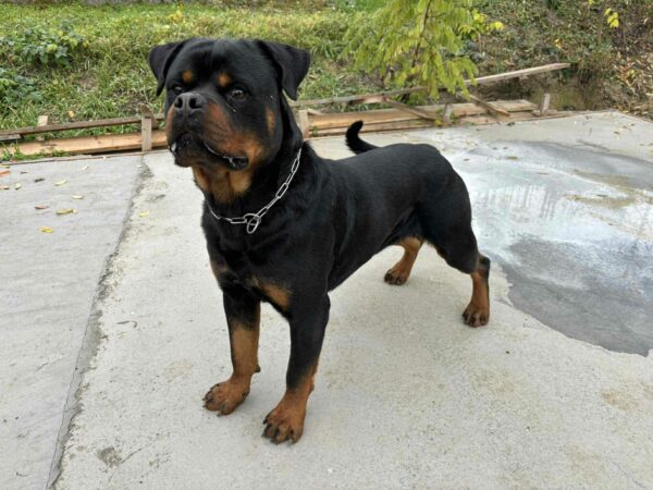 Thomas Rottweiler