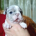 Tiani-female-french-bulldog-puppy-for-sale-1 (1)