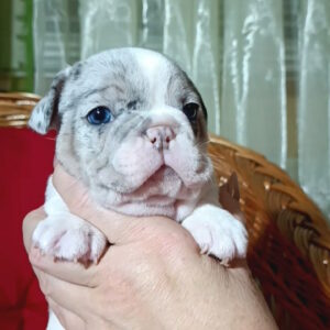 Tiani French Bulldog