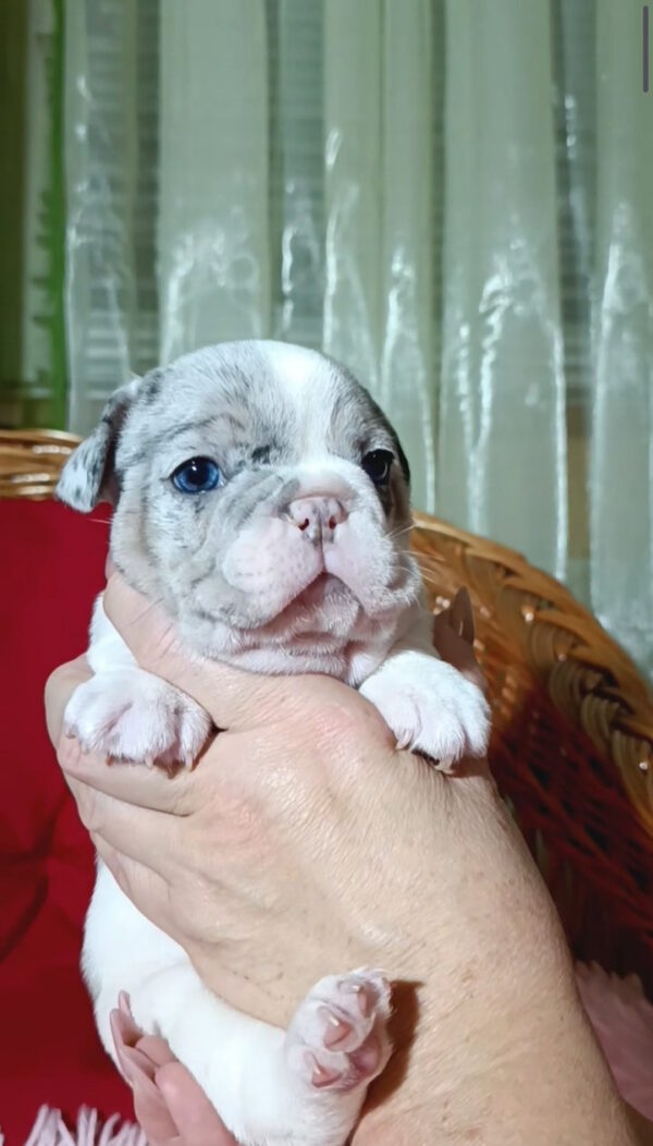 Tiani French Bulldog