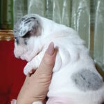 Tiani-female-french-bulldog-puppy-for-sale-1 (2)