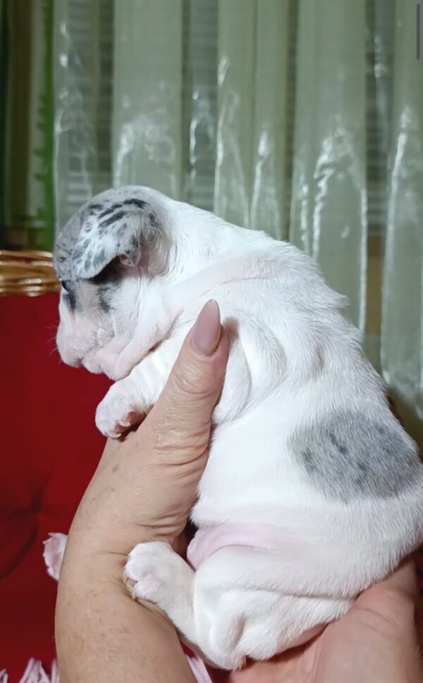 Tiani French Bulldog