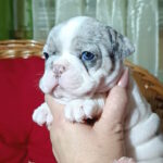 Tiani-female-french-bulldog-puppy-for-sale-1 (3)