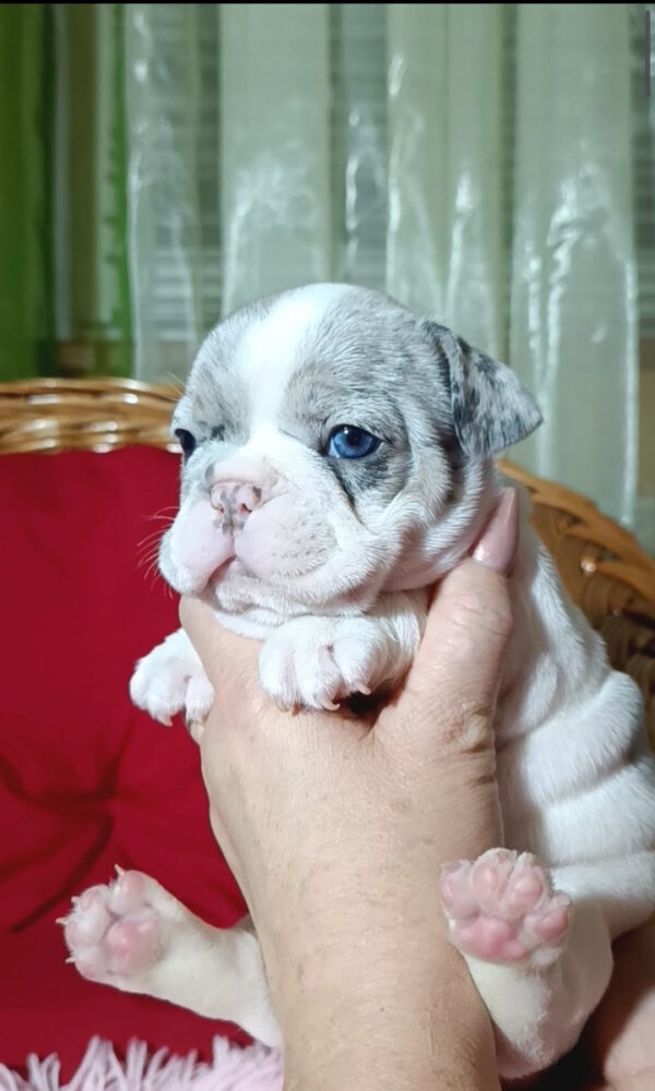 Tiani French Bulldog