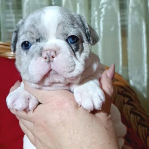 Tiani French Bulldog