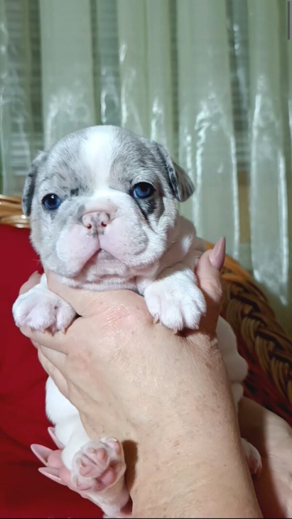 Tiani French Bulldog