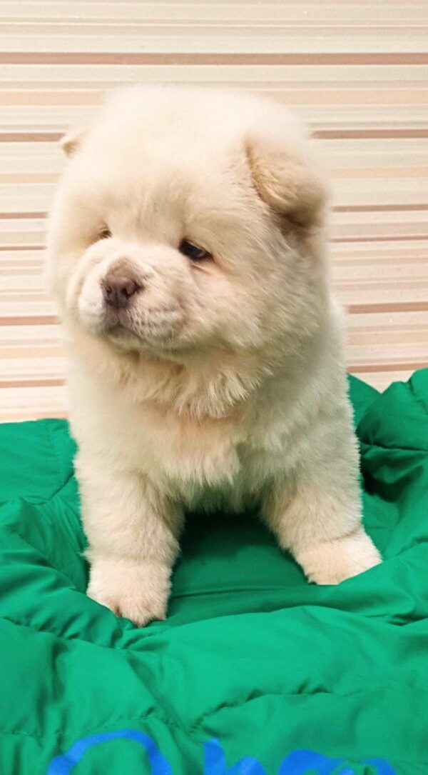 Tiffany Chow-Chow Tiffany Chow-Chow