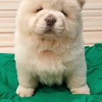 Tiffany-female-Chow-Chow-puppy-for-sale-2
