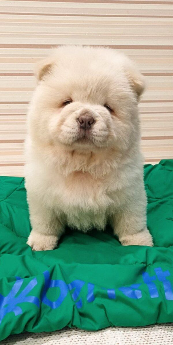 Tiffany Chow-Chow Tiffany Chow-Chow