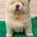 Tiffany-female-Chow-Chow-puppy-for-sale-3