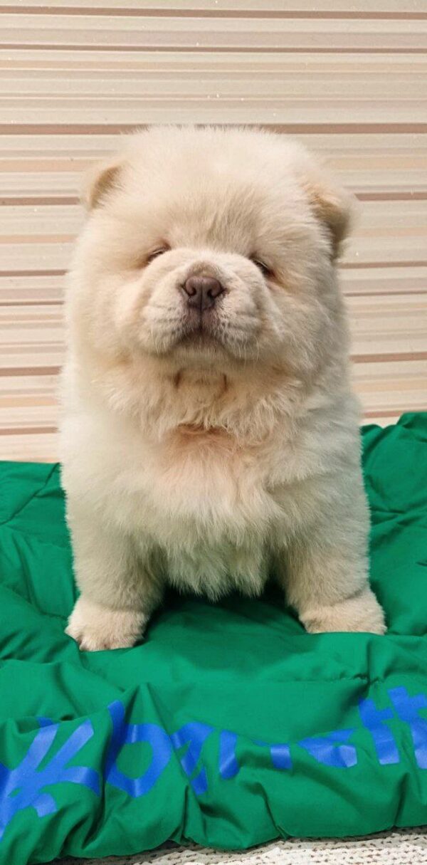 Tiffany Chow-Chow Tiffany Chow-Chow