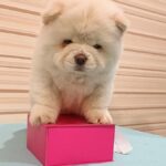 Tina-female-Chow-Chow-puppy-for-sale-1