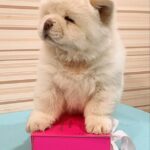 Tina-female-Chow-Chow-puppy-for-sale-3