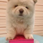 Tina-female-Chow-Chow-puppy-for-sale-4