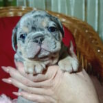 Tomi-male-french-bulldog-puppy-for-sale-1 (1)