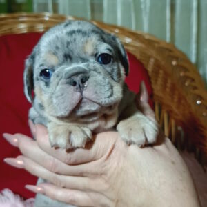 Tomi French Bulldog