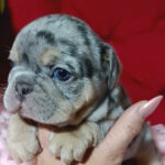 Tomi-male-french-bulldog-puppy-for-sale-1 (2)