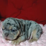 Tomi-male-french-bulldog-puppy-for-sale-1 (3)