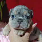 Tomi-male-french-bulldog-puppy-for-sale-1 (4)