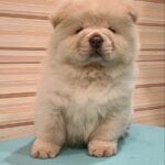 Tori-female-Chow-Chow-puppy-for-sale-3