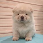 Tori-female-Chow-Chow-puppy-for-sale-4